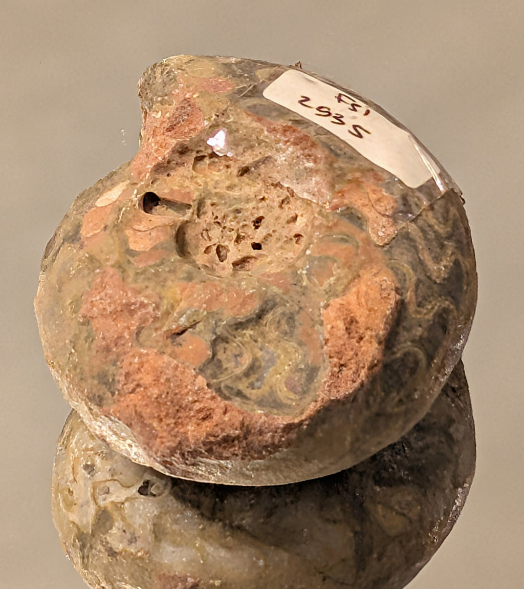 Timor-Leste Ammonite Fossil (89g)