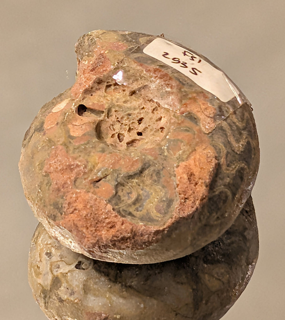 Timor-Leste Ammonite Fossil (89g)