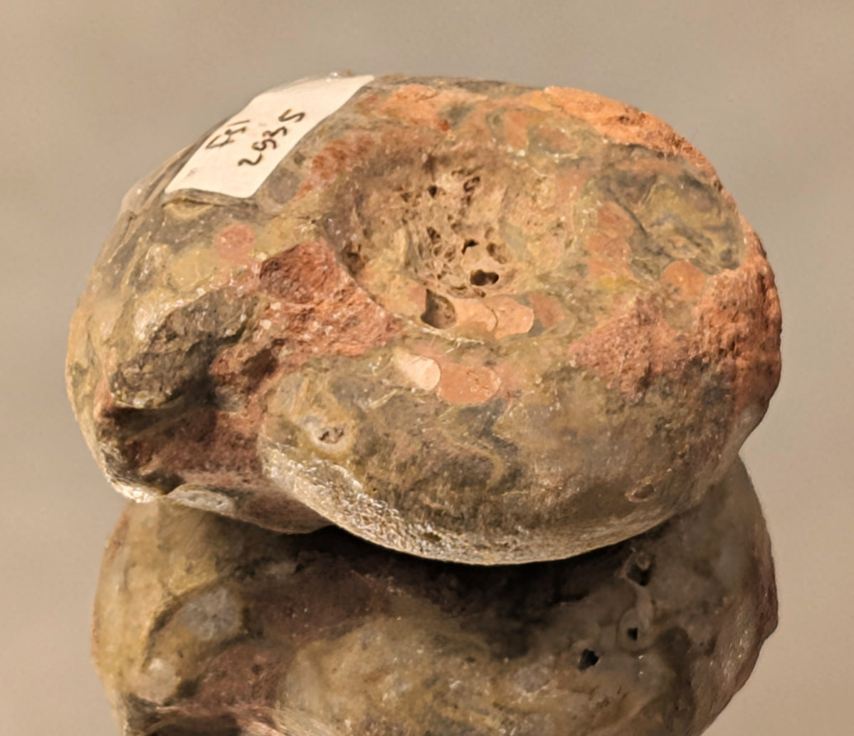 Timor-Leste Ammonite Fossil (89g)