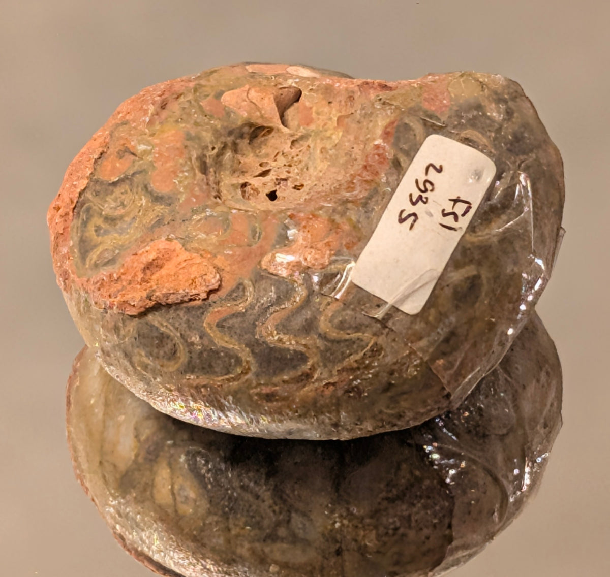 Timor-Leste Ammonite Fossil (89g)